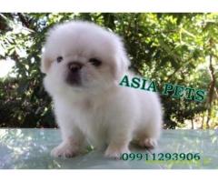Pekingese puppies  for sale in surat on Best Price Asiapets