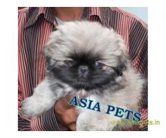 Pekingese puppies  for sale in vijayawada on Best Price Asiapets