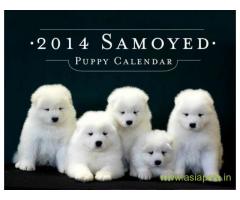 Samoyed puppies  for sale in Bangalore on Best Price Asiapets