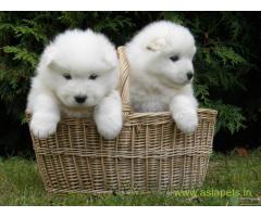 Samoyed puppies  for sale in Coimbatore on Best Price Asiapets