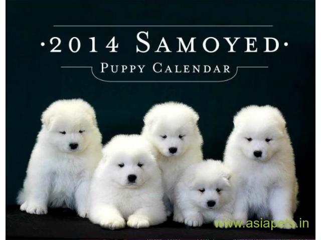 Samoyed puppies  for sale in Faridabad on Best Price Asiapets