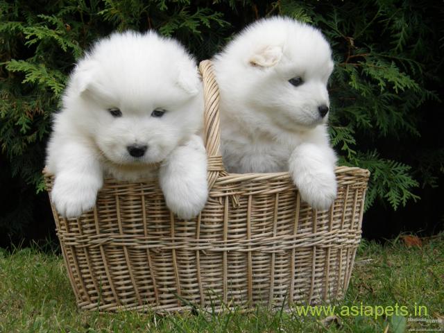 Samoyed puppies  for sale in indore on Best Price Asiapets