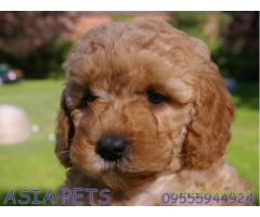 Poodle puppies for sale in Agra on best price asiapets