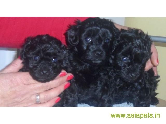 Poodle puppies for sale in  Ahmedabad on best price asiapets