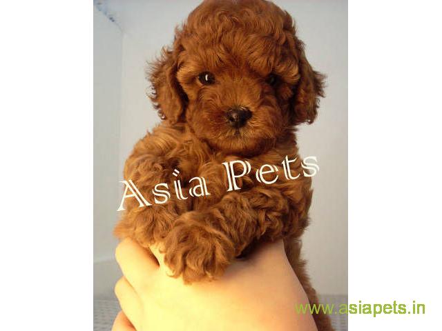 Poodle puppies for sale in  Bhubaneswar on best price asiapets