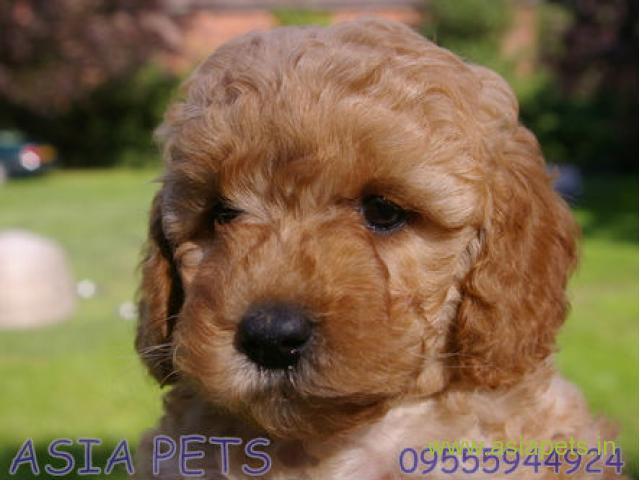 Poodle puppies for sale in Mysore on best price asiapets
