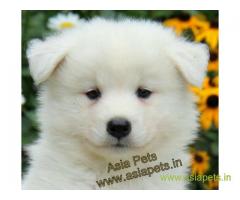 Samoyed puppies  for sale in Mumbai on Best Price Asiapets