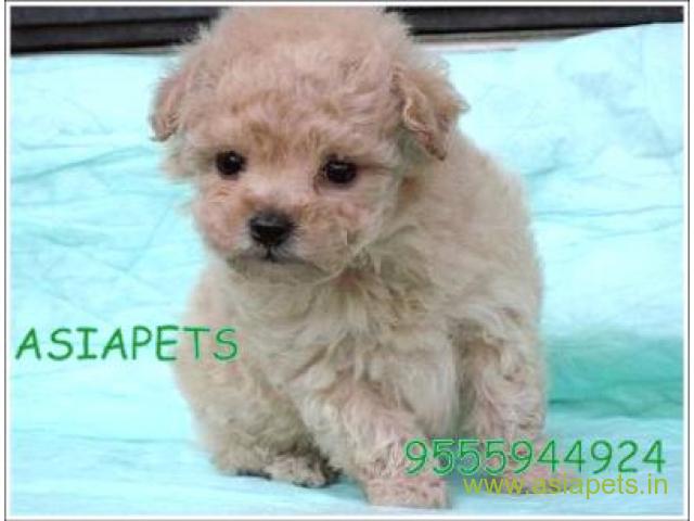 Poodle puppies for sale in Vadodara on best price asiapets