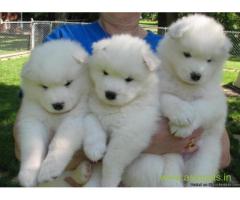 Samoyed puppies  for sale in Nagpur on Best Price Asiapets