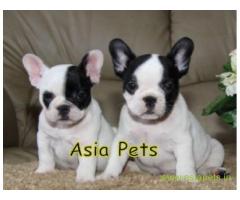 French bulldog puppies for sale in Agra on best price asiapets
