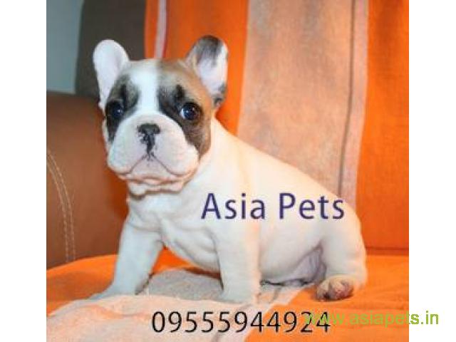 French bulldog puppies for sale in Ahmedabad on best price asiapets