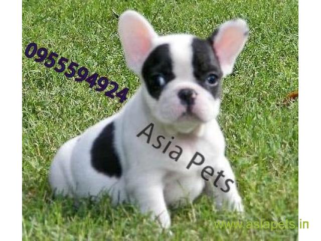 French bulldog puppies for sale in Jodhpur on best price asiapets