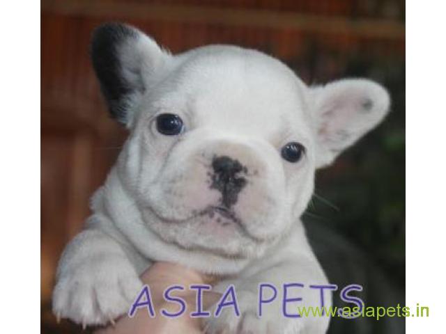French bulldog puppies for sale in Rajkot on best price asiapets