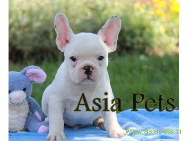 French bulldog puppies for sale in Vizag on best price asiapets