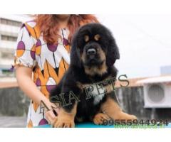 Tibetan mastiff puppies for sale in Dehradun on Best Price Asiapets
