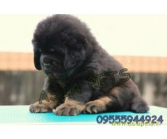 Tibetan mastiff puppies for sale in Jaipur on Best Price Asiapets