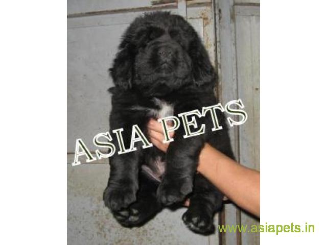 Tibetan mastiff puppies for sale in Ranchi on Best Price Asiapets