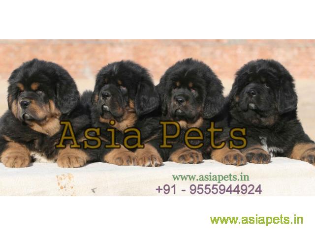 Tibetan mastiff puppies for sale in Kolkata on Best Price Asiapets