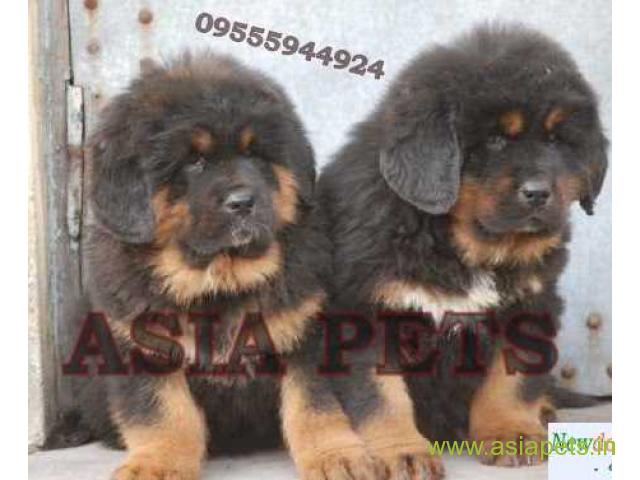 Tibetan mastiff puppies for sale in Nagpur on Best Price Asiapets