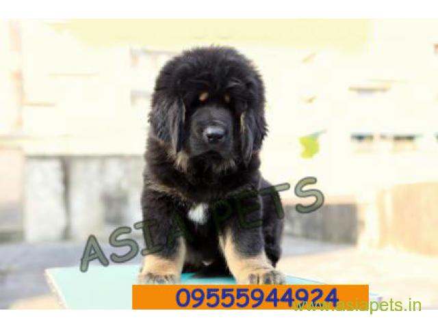 Tibetan mastiff puppies for sale in thiruvanthapuram on Best Price Asiapets