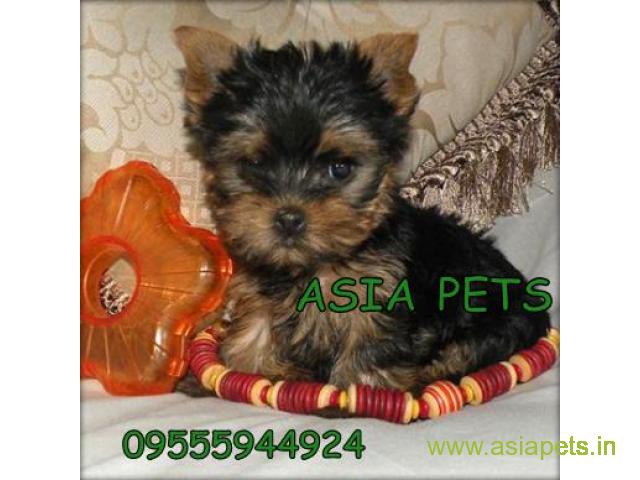 tea cup Yorkie puppies for sale in Bhubaneswar on best price asiapets