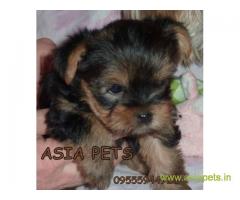 tea cup Yorkie puppies for sale in kochi on best price asiapets