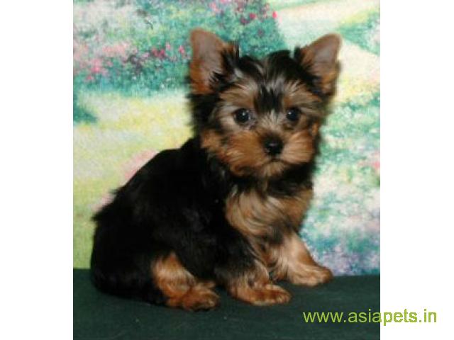 tea cup Yorkie puppies for sale in Rajkot on best price asiapets