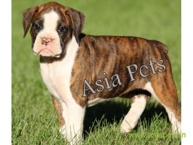 Boxer puppies for sale in Ahmedabad on best price asiapets