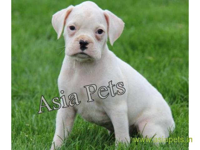 Boxer puppies for sale in Bangalore on best price asiapets