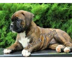 Boxer puppies for sale in Ghaziabad on best price asiapets