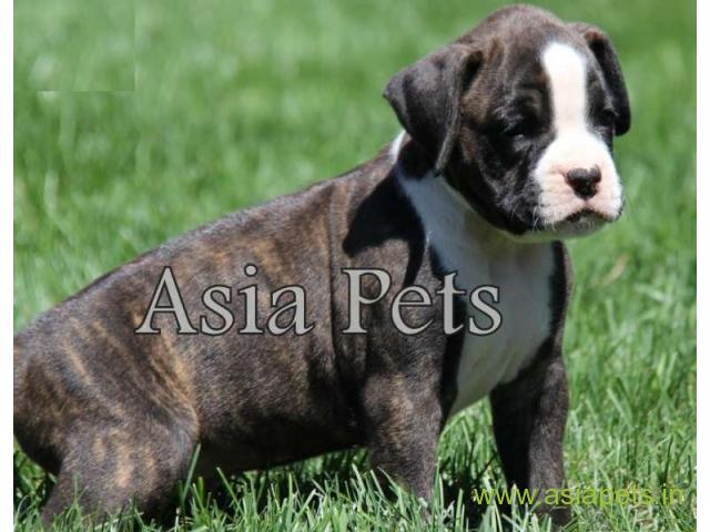 Boxer puppies for sale in Indore on best price asiapets