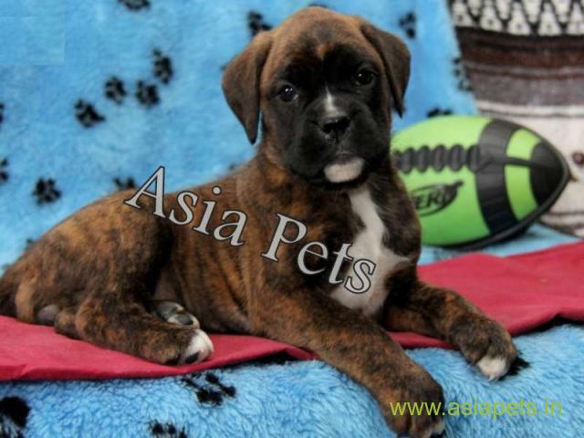 Boxer puppies for sale in Kanpur on best price asiapets
