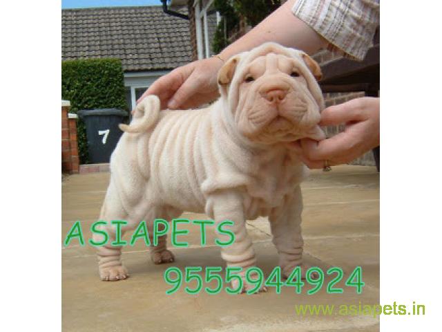 tea cup Shar pei puppies for sale in Agra on best price asiapets