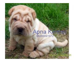 tea cup Shar pei puppies for sale in Bangalore on best price asiapets