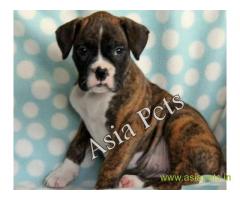 Boxer puppies for sale in Nagpur on best price asiapets
