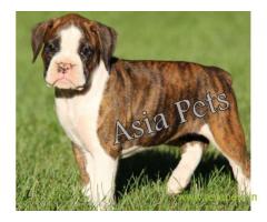 Boxer puppies for sale in Nashik on best price asiapets