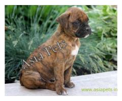 Boxer puppies for sale in Noida on best price asiapets