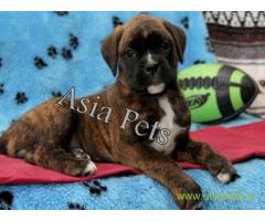 Boxer puppies for sale in Pune on best price asiapets