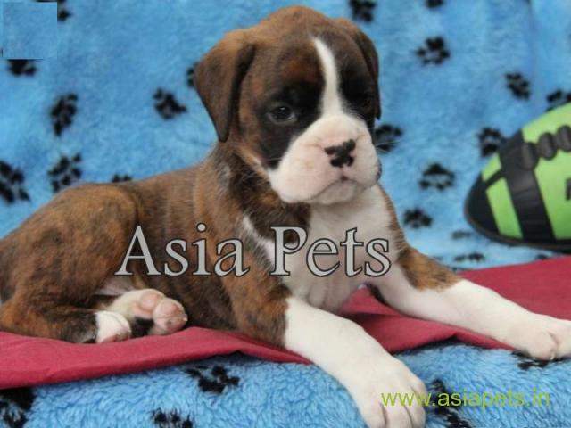 Boxer puppies for sale in Thiruvananthapuram on best price asiapets