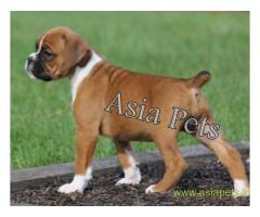 Boxer puppies for sale in Thane on best price asiapets