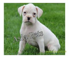 Boxer puppies for sale in Vijayawada on best price asiapets