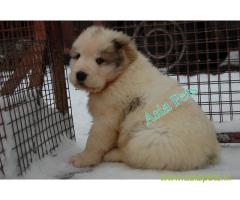 Alabai puppies for sale in Bhopal on best price asiapets