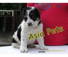 Alabai puppies for sale in Gurgaon on best price asiapets