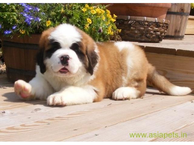 saint bernard puppies for sale in Agra on best price asiapets