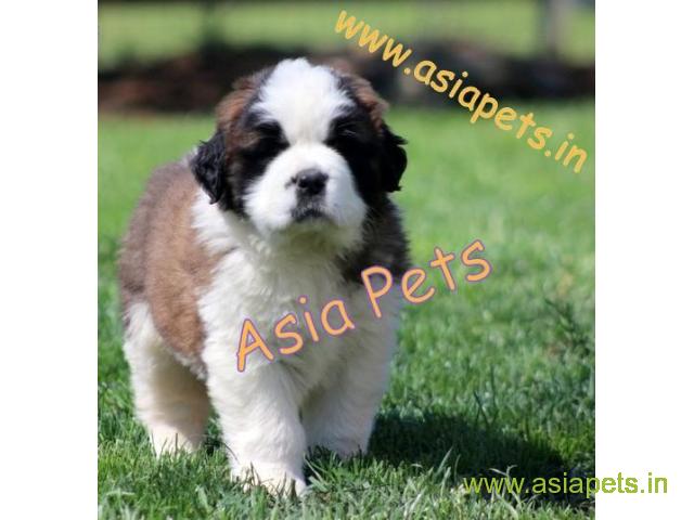 saint bernard puppies for sale in Ahmedabad on best price asiapets