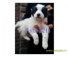 Alabai puppies for sale in Indore on best price asiapets