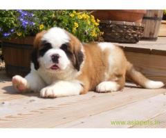 saint bernard puppies for sale in Faridabad on best price asiapets