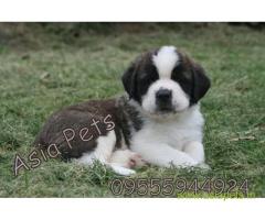 saint bernard puppies for sale in Gurgaon on best price asiapets