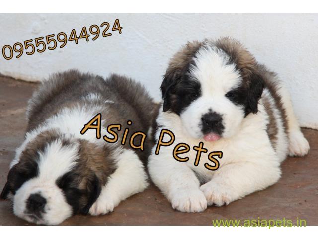 saint bernard puppies for sale in Patna on best price asiapets