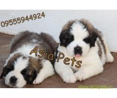 saint bernard puppies for sale in Pune on best price asiapets